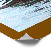 Hooded Merganser Duck Poster (Coin)