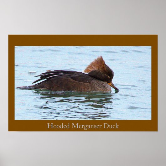 Hooded Merganser Duck Poster (Devant)