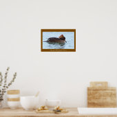 Hooded Merganser Duck Poster (Cuisine)