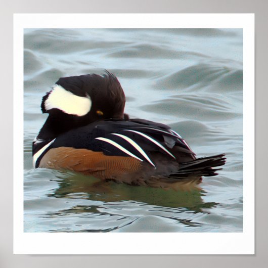 Hooded Merganser Duck Poster (Devant)