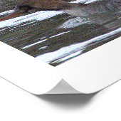 Hooded Merganser Ducks Poster (Coin)