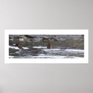 Hooded Merganser Ducks Poster