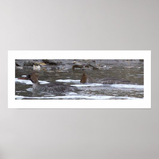 Hooded Merganser Ducks Poster (Devant)
