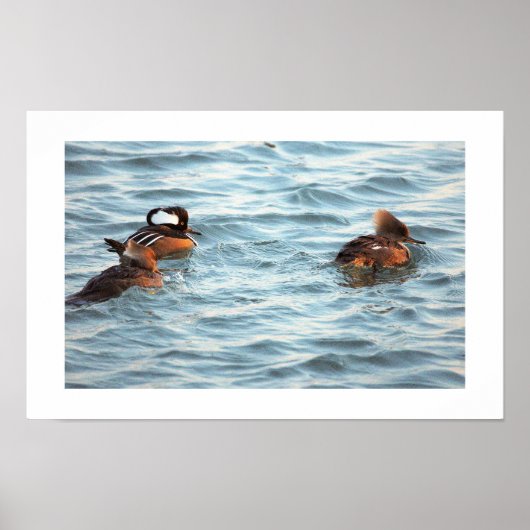 Hooded Merganser Ducks Poster (Devant)