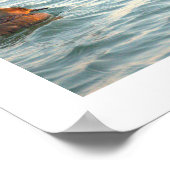 Hooded Merganser Ducks Poster (Coin)