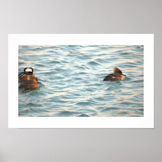 Hooded Merganser Ducks Poster (Devant)