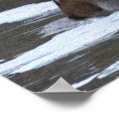 Hooded Merganser Ducks Poster (Coin)