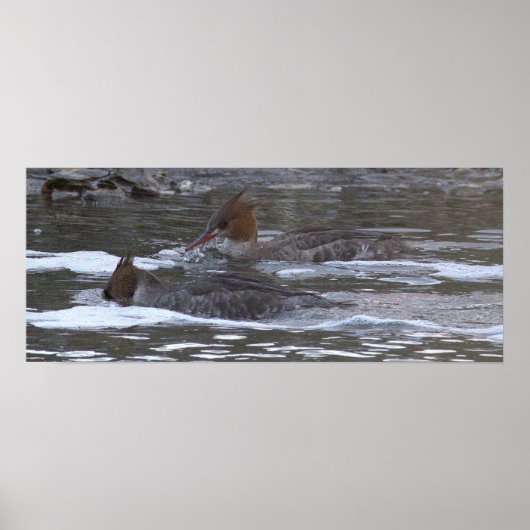 Hooded Merganser Ducks Poster (Devant)