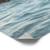 Hooded Merganser Ducks Poster (Coin)