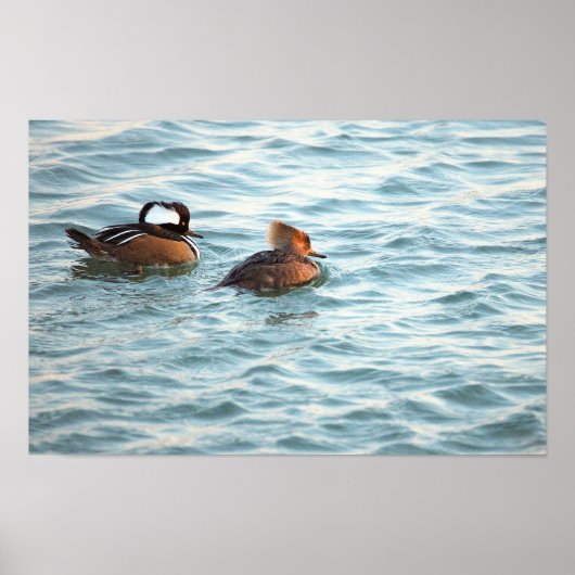 Hooded Merganser Ducks Poster (Devant)