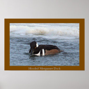 Hooded Merganser Eend Poster