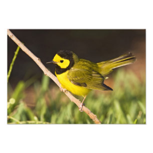 Hooded Warbler (Wilsonia citrina) Foto Afdruk