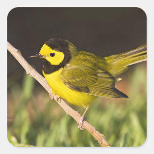 Hooded Warbler (Wilsonia citrina) Vierkante Sticker