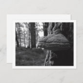 Hoof Fungus Briefkaart (Voorkant / Achterkant)