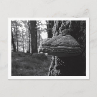Hoof Fungus Briefkaart