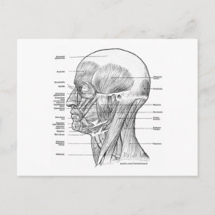 HOOFD- EN NECKANATOMIE T SHIRTS EN GIFTS BRIEFKAART