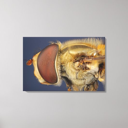 Hoofd en samengesteld oog van een zweefvlieg canvas afdruk (Voorkant)