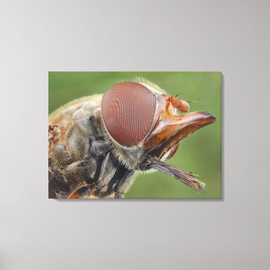 Hoofd en samengesteld oog van een zwever Fly 2 Canvas Afdruk (Voorkant)