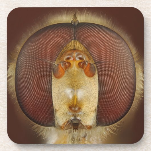 Hoofd- en samengestelde ogen van een heupvlucht bier onderzetter (Voorkant)