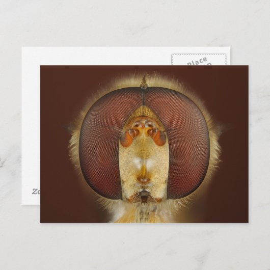 Hoofd- en samengestelde ogen van een heupvlucht briefkaart (Voorkant / Achterkant)