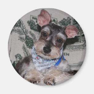 Hoofd gekookt magneet