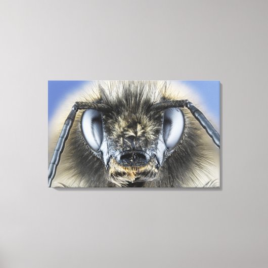 Hoofd hommel canvas afdruk (Voorkant)
