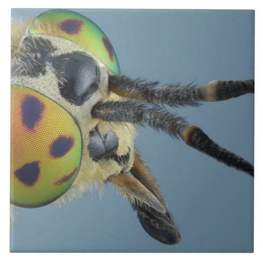 Hoofd van de hertenvlieg tegeltje (Voorkant)