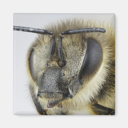 Hoofd van de honingbij magneet (Voorkant)