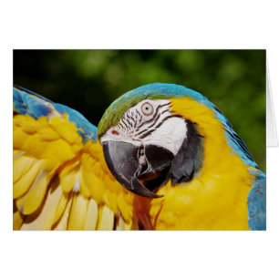 Hoofd van een Blauwe en Gele Macaw