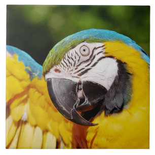 Hoofd van een Blauwe en Gele Macaw Tegeltje