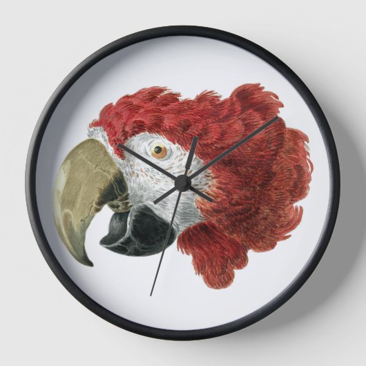 Hoofd van een Macaw (1725-1792) Aert Schouman (Voorkant)