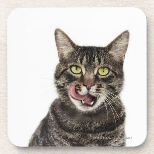 Hoofd van een mannelijk tafeltje, kattenlikkend onderzetter
