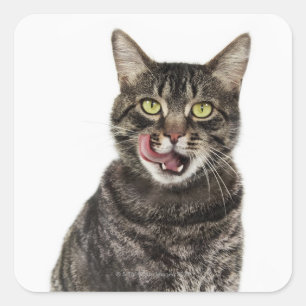 Hoofd van een mannelijk tafeltje, kattenlikkend vierkante sticker