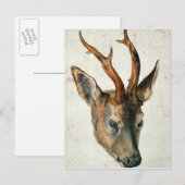 Hoofd van een Roe Deer Briefkaart (Voorkant / Achterkant)