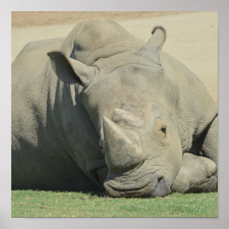 Hoofd van het beslag poster