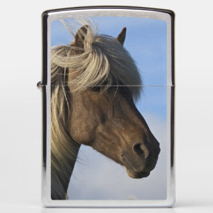 Hoofd van IJslands paard, IJsland