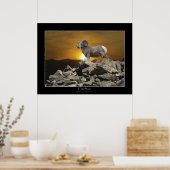 HOOFDMAN BIG HORN SHEEP Wildlife Foto Poster (Keuken)
