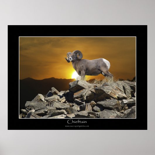 HOOFDMAN BIG HORN SHEEP Wildlife Foto Poster (Voorkant)