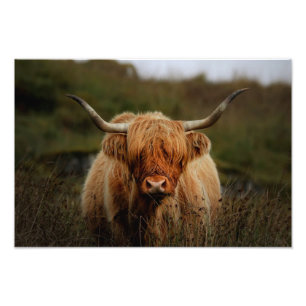 Hoogland Cow Isle of Mull Photo Print Foto Afdruk