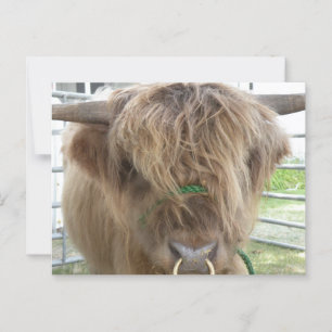Hoogland Koe Briefkaart