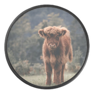 Hoogland koe kalf herfstgrasveld hockey puck