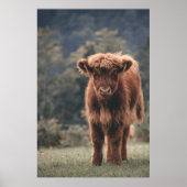 Hoogland koe kalf herfstgrasveld poster (Voorkant)