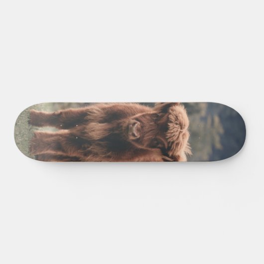 Hoogland koe kalf herfstgrasveld skateboard (Horizontaal)