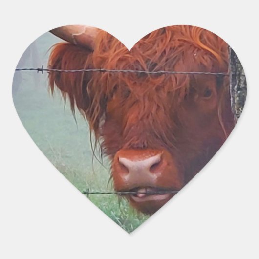Hoogland Koe met een draadhek Hart Sticker (Voorkant)