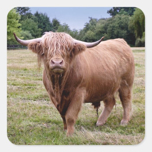 Hoogland Koe Sticker (Voorkant)