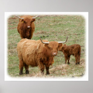 Hoogland Rundvee 9Y316D-017 Poster