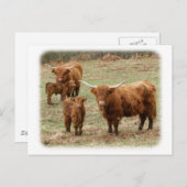 Hoogland Rundvee 9Y316D-055 Briefkaart (Voorkant / Achterkant)