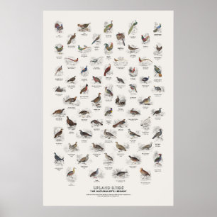 Hoogland Vogels - Naturalist's Library Poster