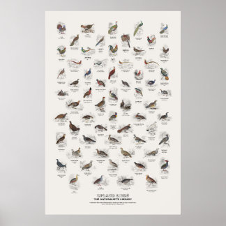 Hoogland Vogels - Naturalist's Library Poster