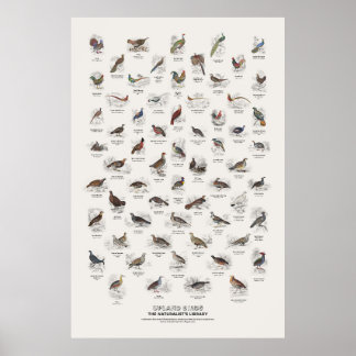 Hoogland Vogels - Naturalist's Library Poster